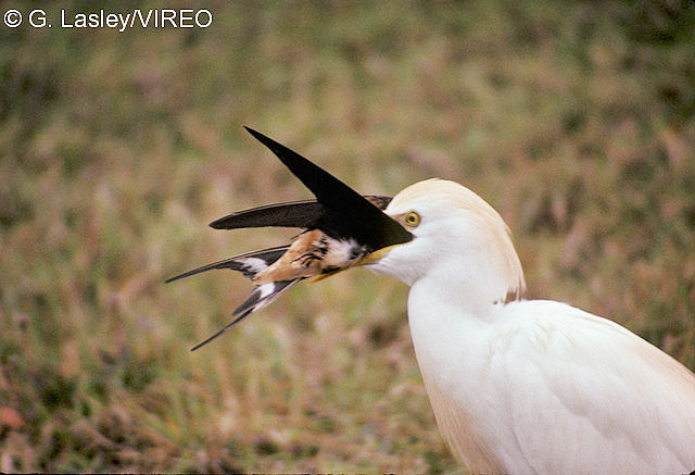 Cattle Egret l07-8-011.jpg